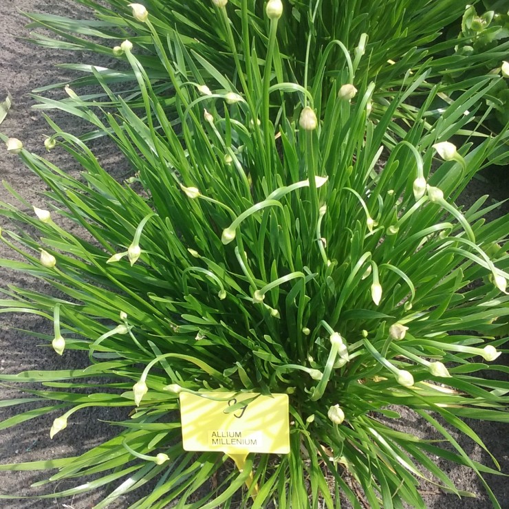 Allium Millenium