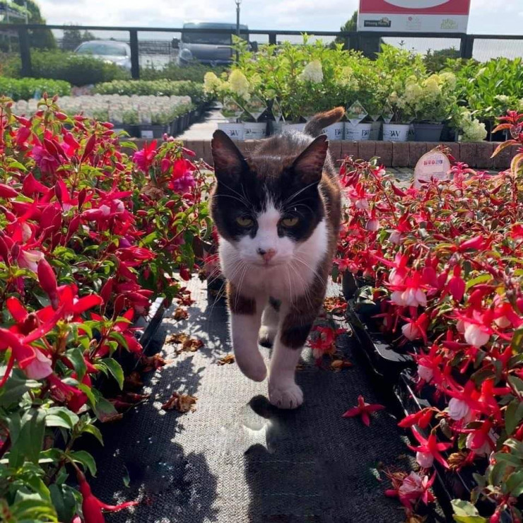 Tully Nurseries About Tully Nurseries