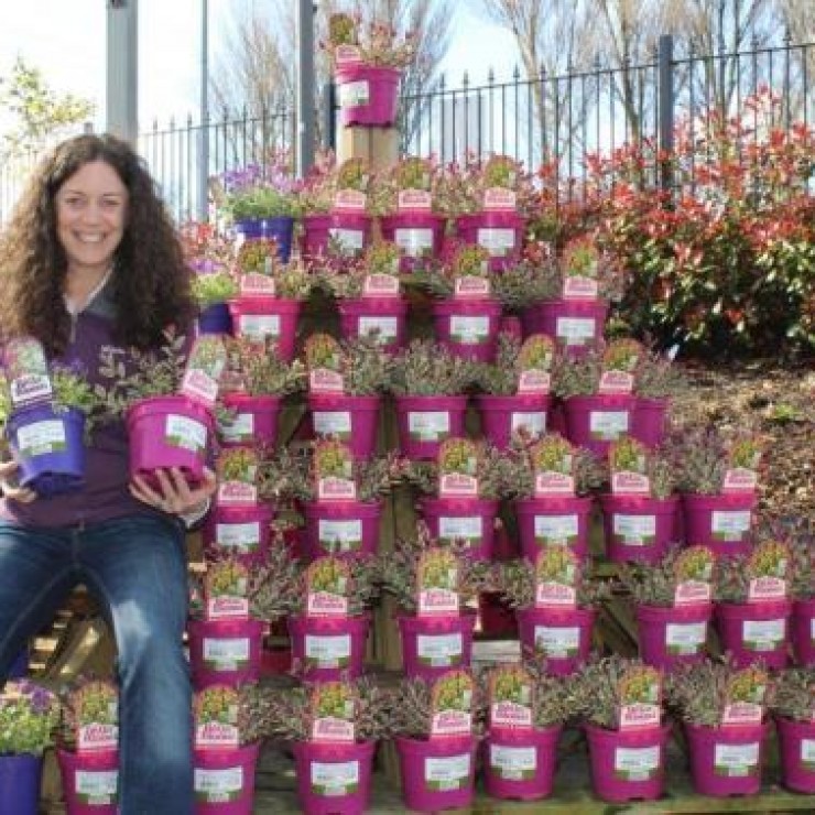 Hebe Rhubarb & Custard in Ballyseedy Garden Centre Cork