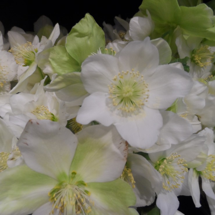 Helleborus niger ‘Snow Crystal’ 