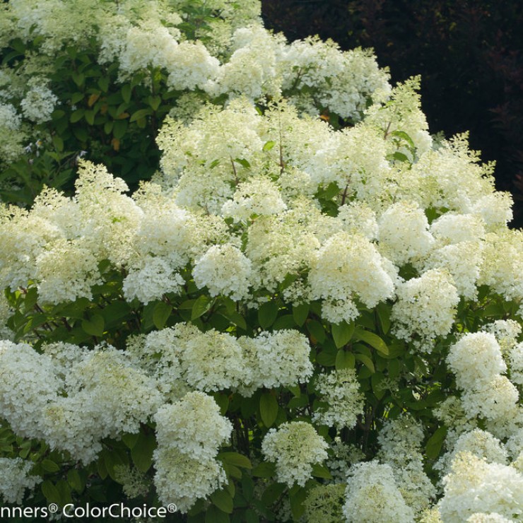 Hydrangea paniculata ‘Bobo’