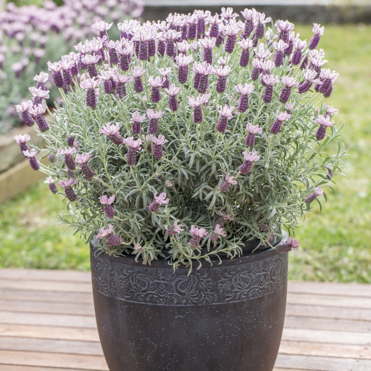 Lavandula 'Ghostly Princess'