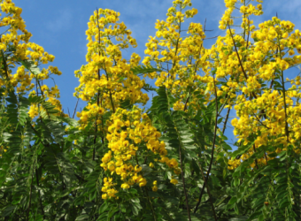 acacia dealbata