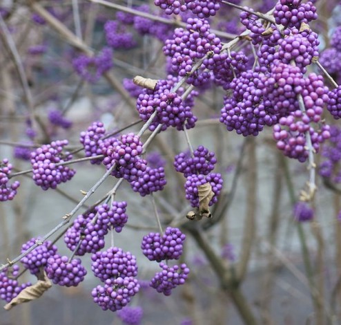 Callicarpa bodinieri