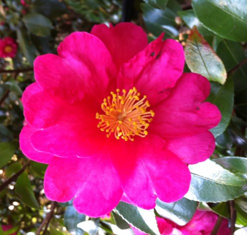 Camellia sasanqua