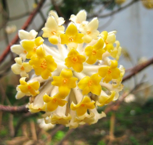 Edgeworthia chrysantha 01 1