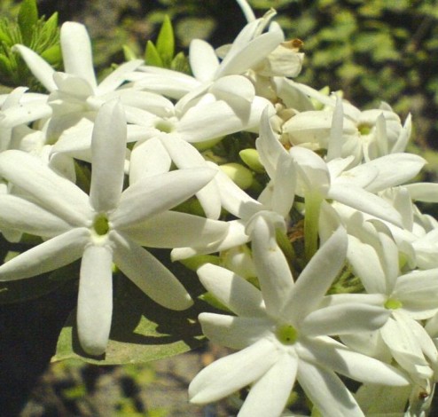 Jasminum