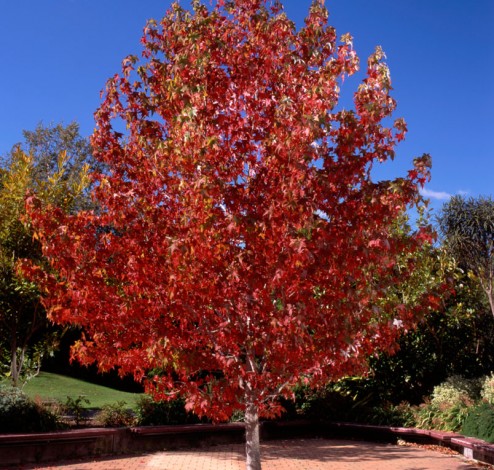 Liquidambar styraciflua A CFG