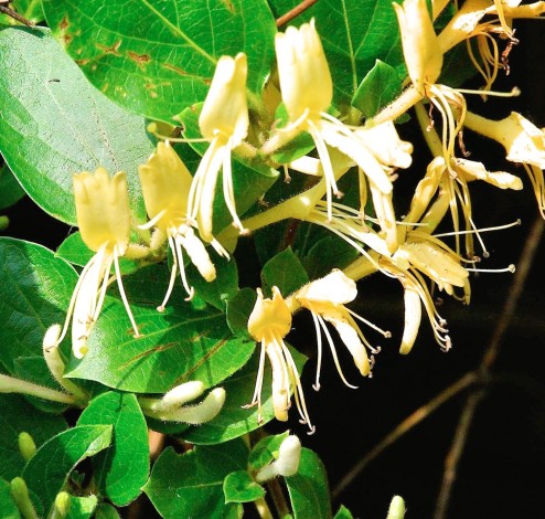 Lonicera japonica Hall A 2