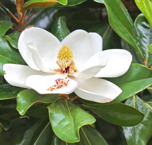 Magnolia flower Duke campus