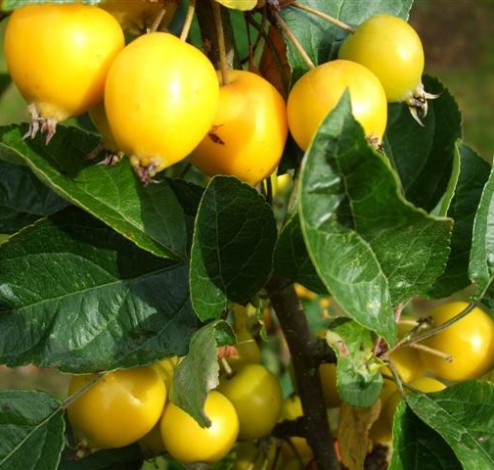 Malus floribunda Golden Hornet geograph.org.uk 983361