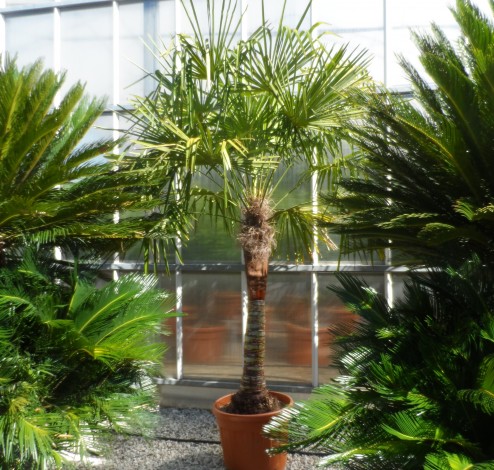 Trachycarpus