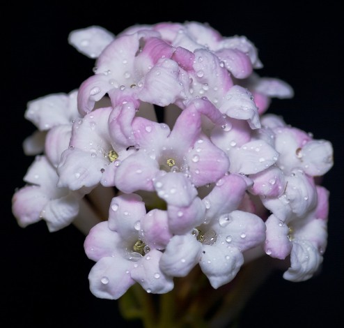 Viburnum Dawn2