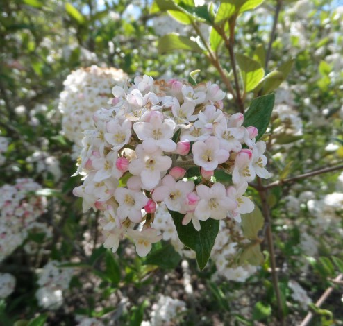 Viburnum burkwoodii