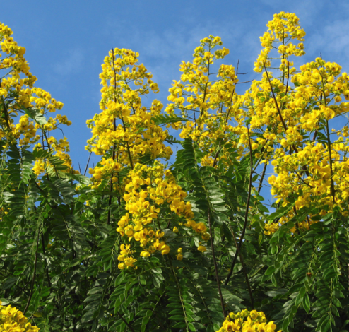 acacia dealbata