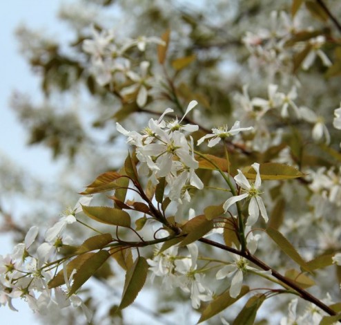 amelanchier