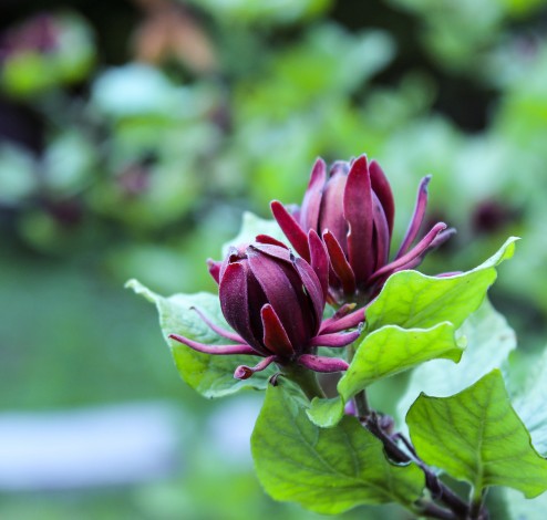 calycanthus