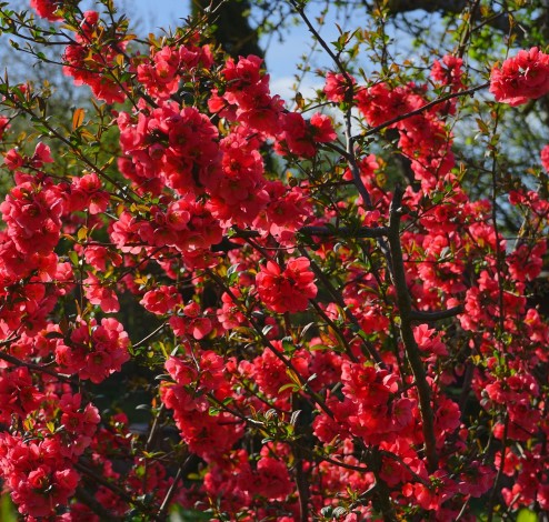 chaenomeles speciosa remove the nivalis part of the name4