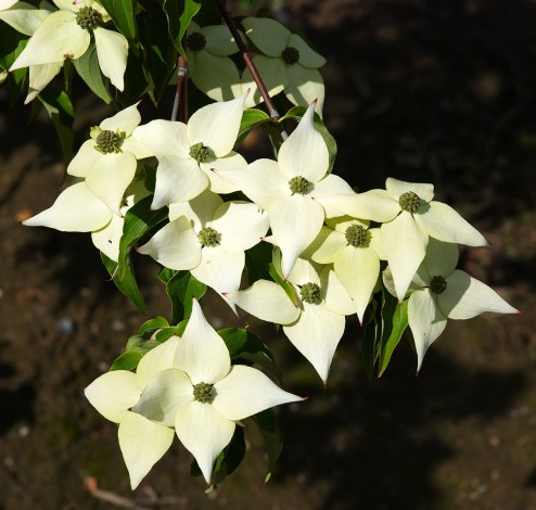 cornus kousa milky way flowers 1