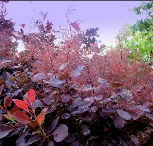 cotinus2