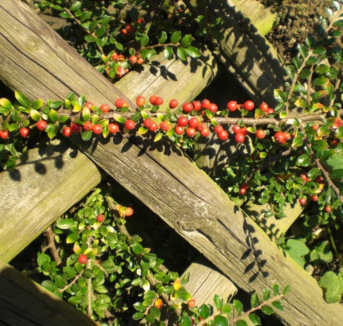 cotoneaster horizontalis 1