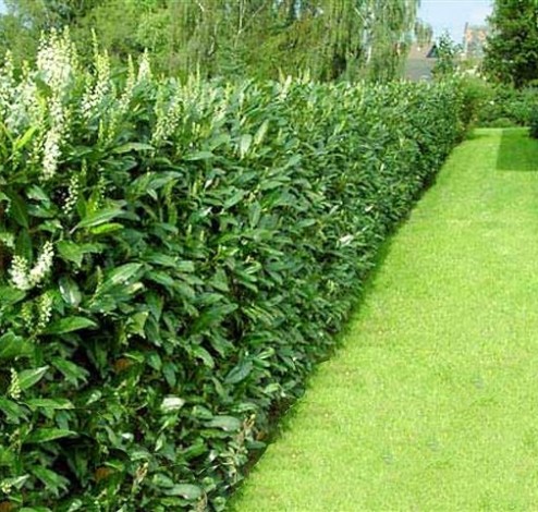 green screen hedging