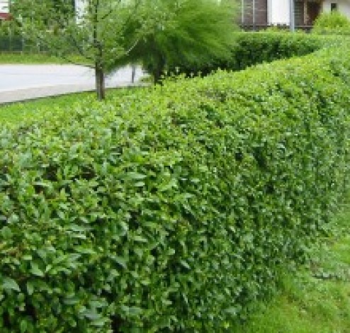 hedging privet