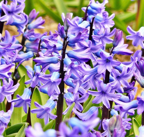 hyacinth2