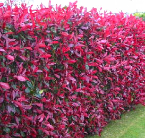 photinia red robin hedge