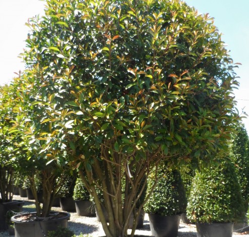 photinia umbrella 2 dit2