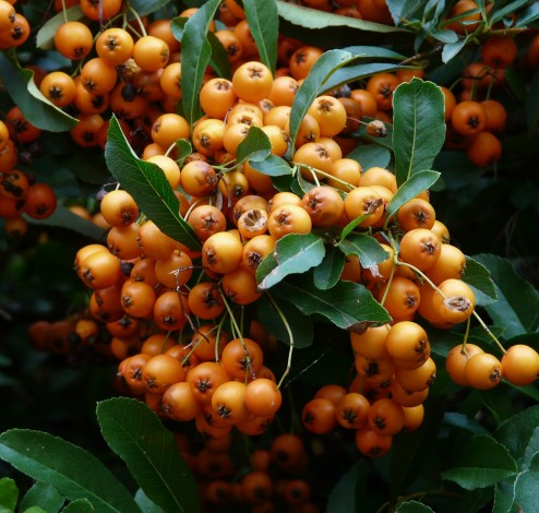 pyracantha joseph rock