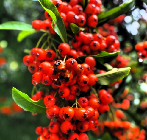 pyracantha