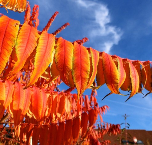 rhus typhina