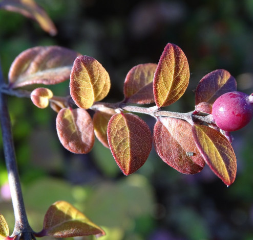 symphoricarpos